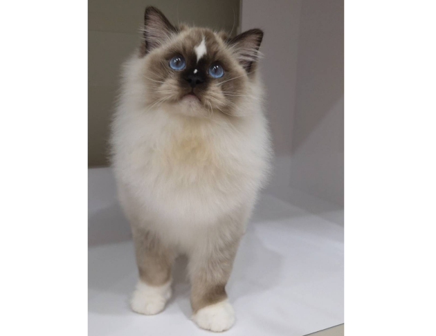 海豹手套弟弟（找家長中）