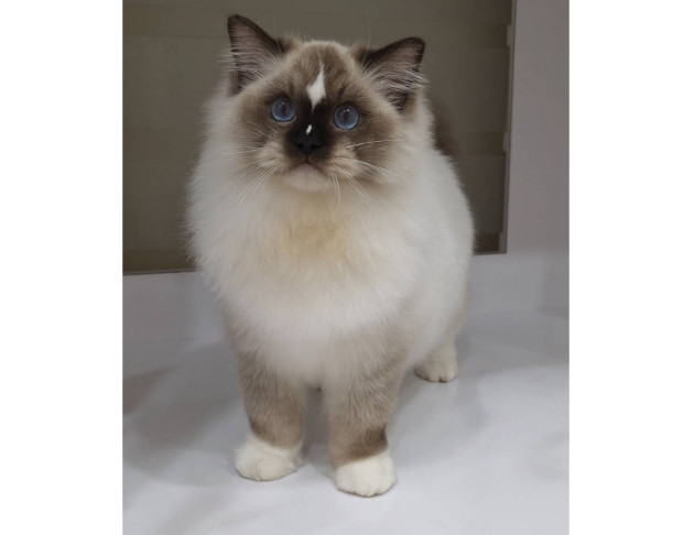 海豹手套弟弟（找家長中）