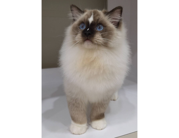 海豹手套弟弟（找家長中）