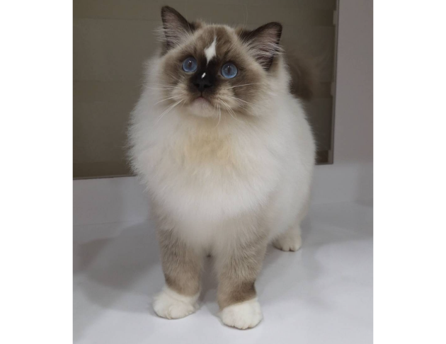 海豹手套弟弟（找家長中）