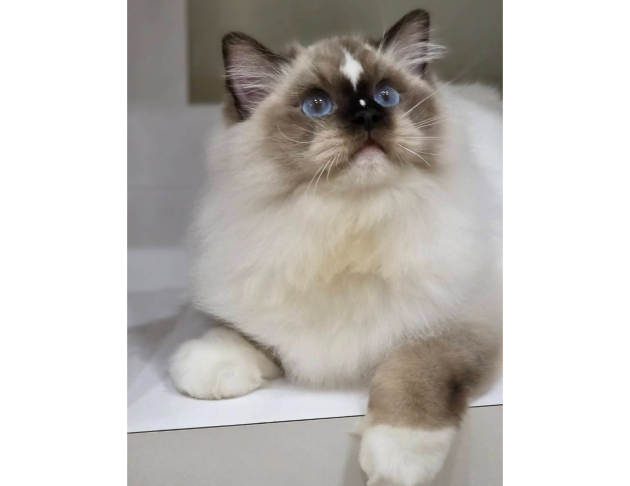 海豹手套弟弟（找家長中）