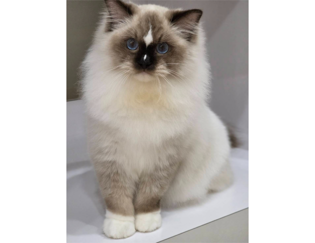 海豹手套弟弟（找家長中）