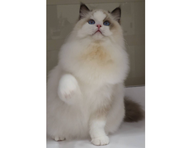 海豹雙色妹妹(找家長)