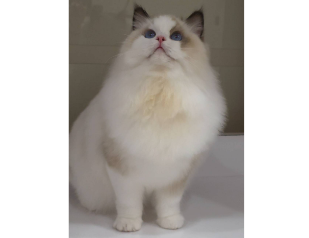 海豹雙色妹妹(找家長)