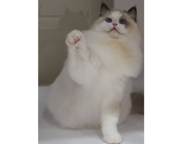 海豹雙色妹妹(找家長)