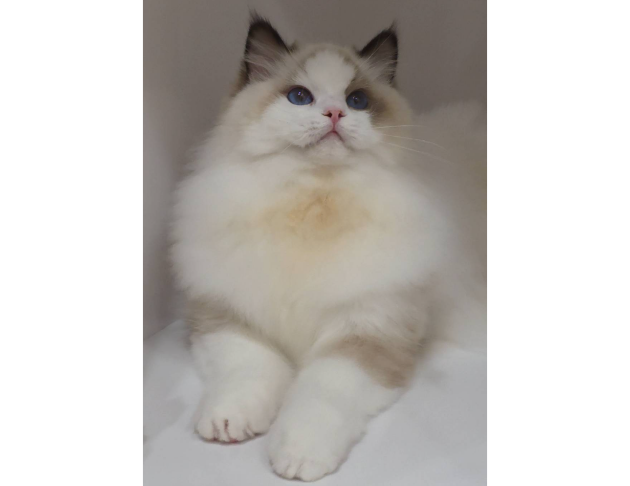 海豹雙色妹妹(找家長)