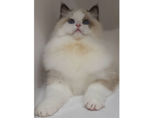 海豹雙色妹妹(找家長)