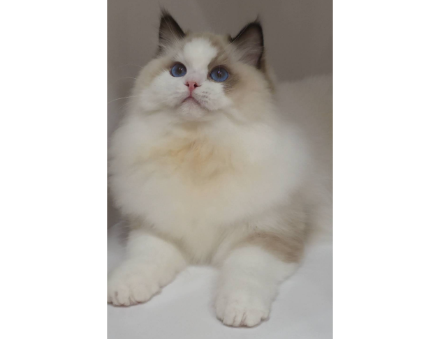 海豹雙色妹妹(找家長)