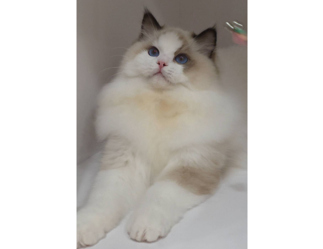 海豹雙色妹妹(找家長)