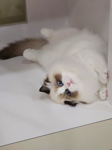 海豹雙色妹妹(找家長)