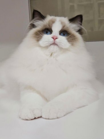 海豹雙色妹妹（找家長）