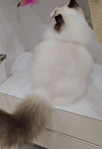 海豹雙色妹妹（找家長）