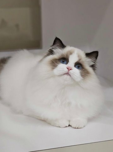 海豹雙色妹妹（找家長）