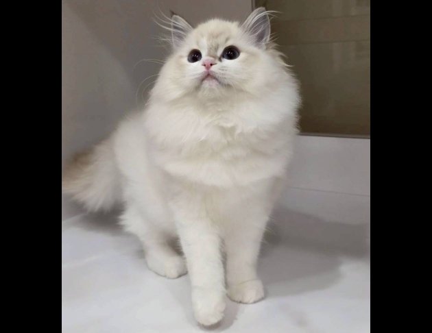 海豹山貓紋雙色妹妹(找家長)