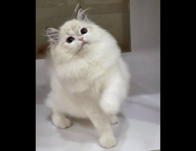 海豹山貓紋雙色妹妹(找家長)