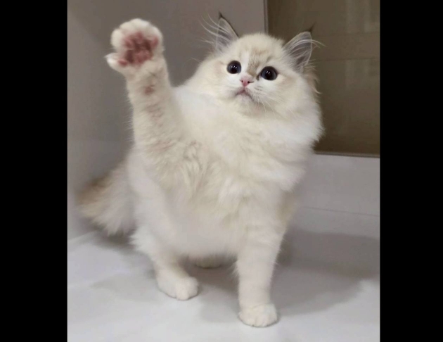 海豹山貓紋雙色妹妹(找家長)