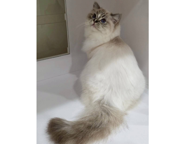 海豹山貓紋手套色妹妹（找家長中）