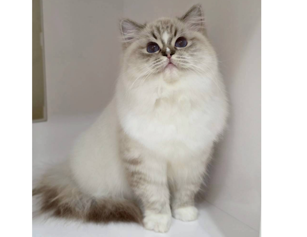 海豹山貓紋手套色妹妹（找家長中）