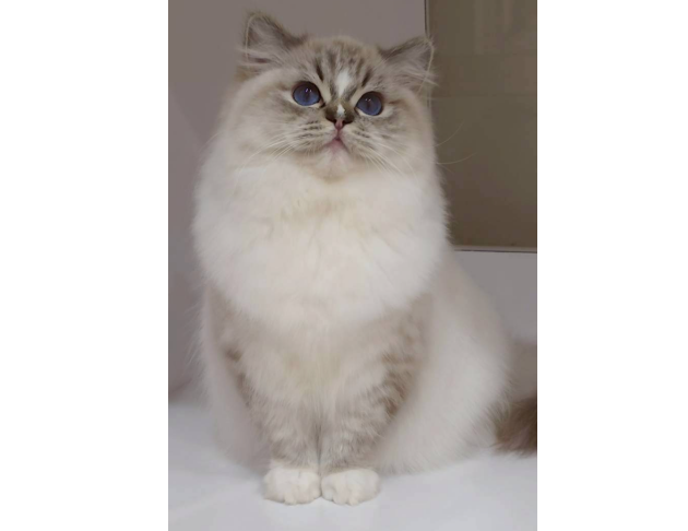 海豹山貓紋手套色妹妹（找家長中）