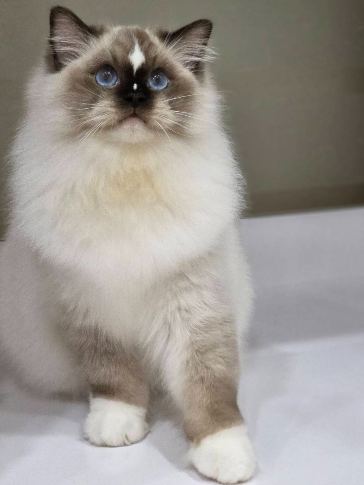 海豹手套弟弟（找家長中）