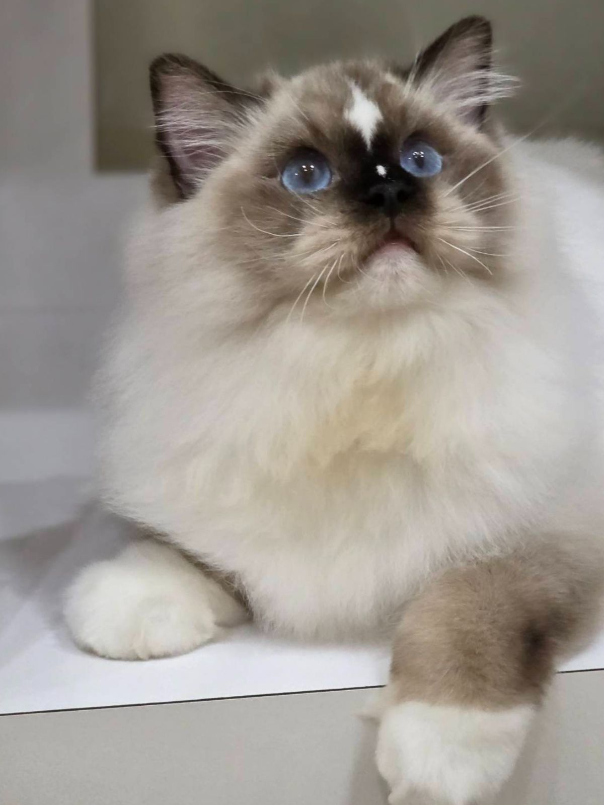 海豹手套弟弟（找家長中）