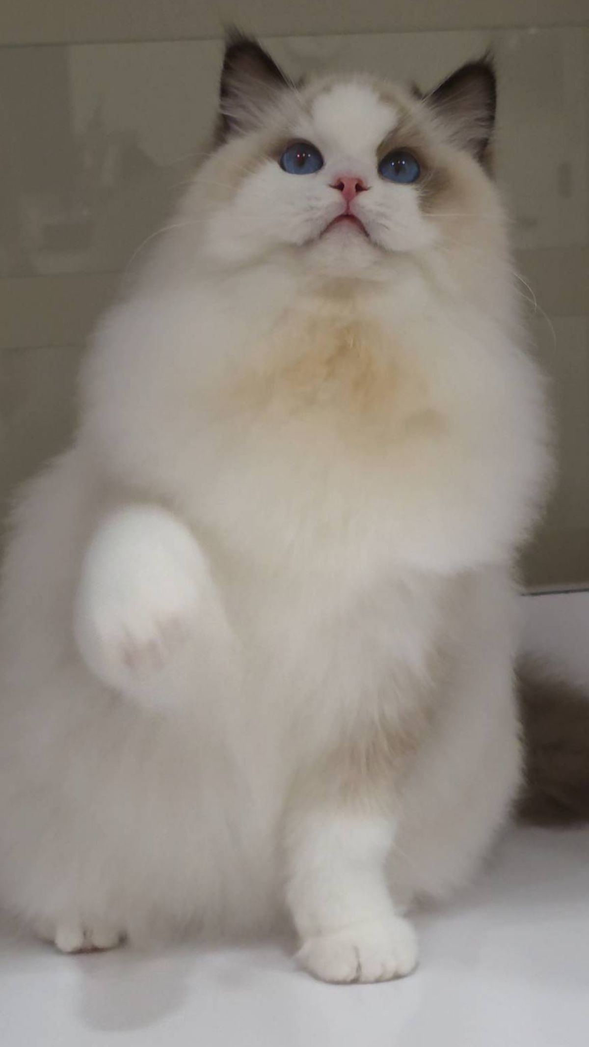 海豹雙色妹妹（找家長）