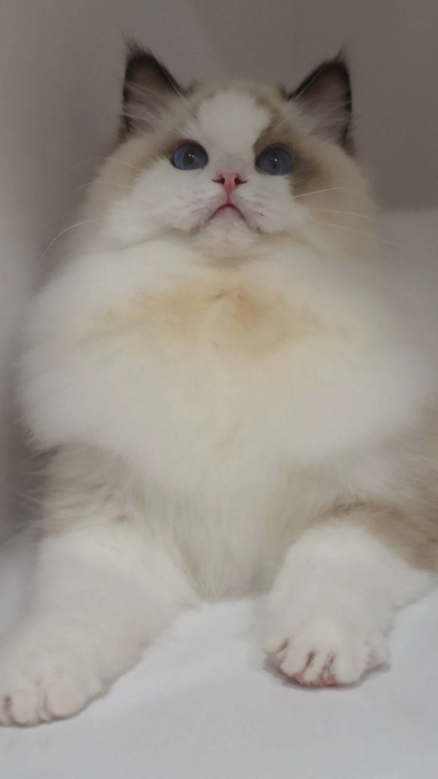 海豹雙色妹妹（找家長）