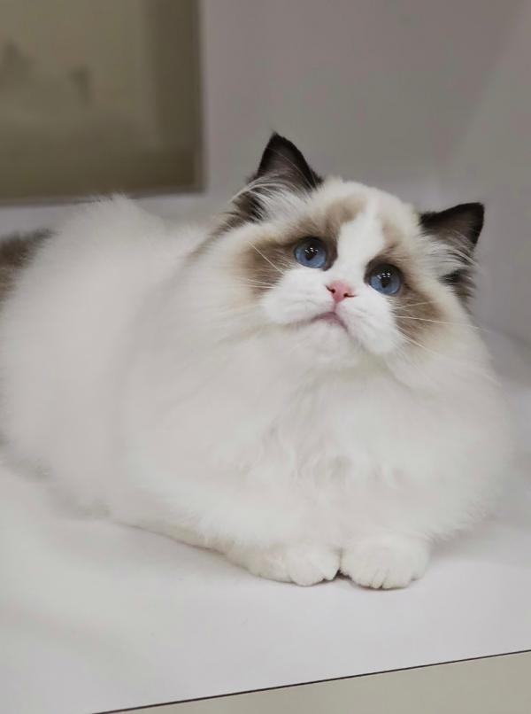 海豹雙色妹妹（找家長）