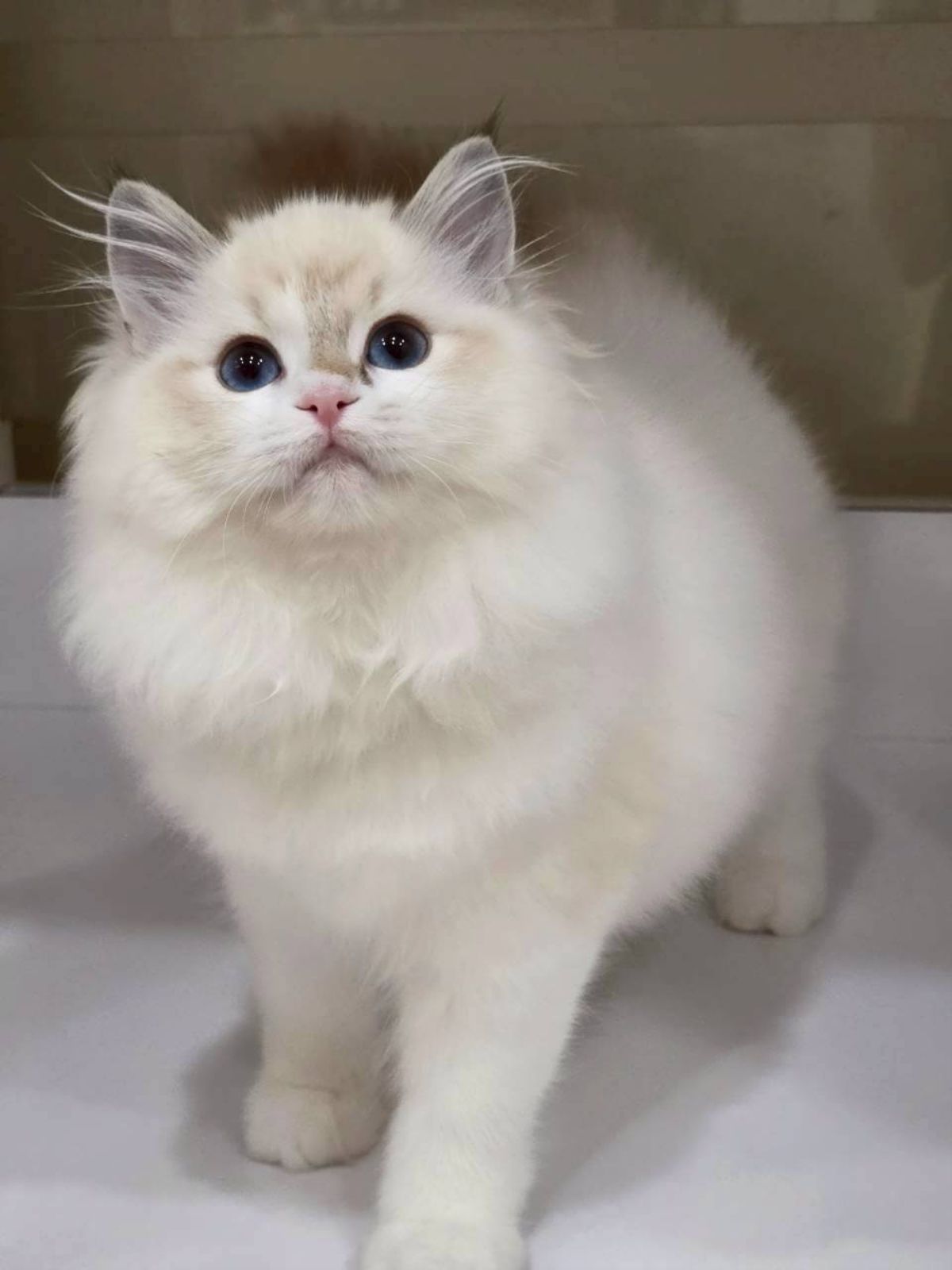 海豹山貓紋雙色妹妹（找家長）