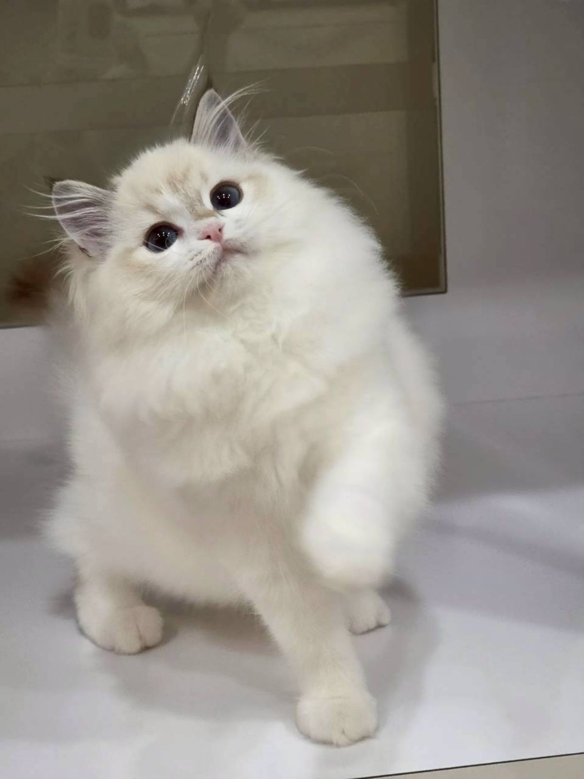 海豹山貓紋雙色妹妹（找家長）