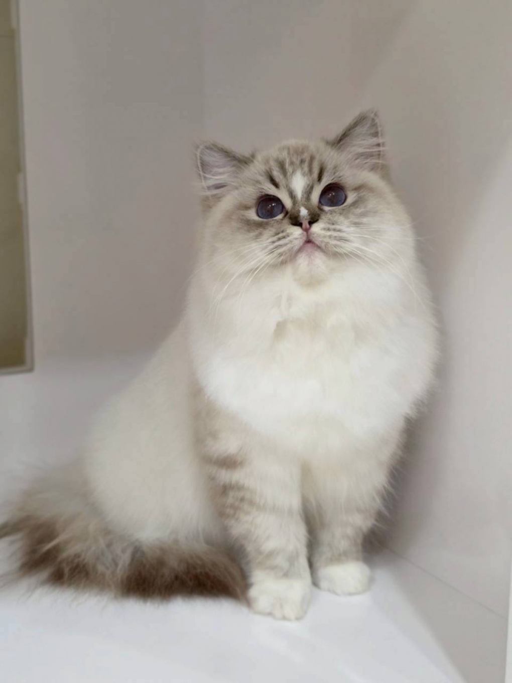 海豹山貓紋手套色妹妹（找家長中）