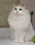 KING︱肖奈︱紫丁香山貓紋雙色
