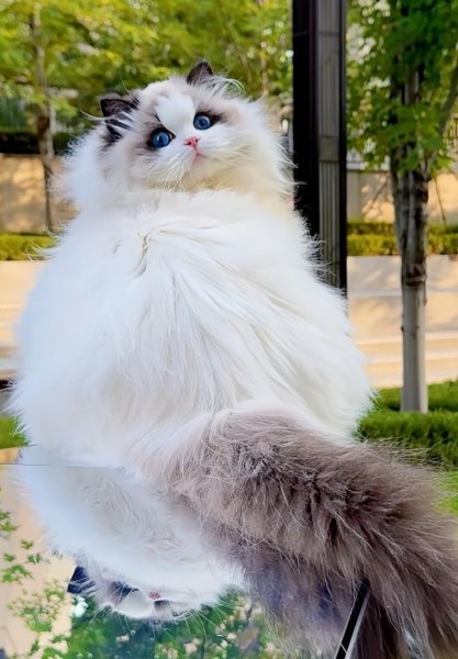QUEEN︱小湯圓